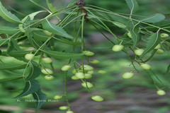 Azadirachta indica